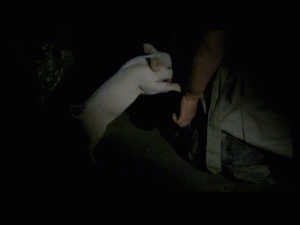 doc0322.gif